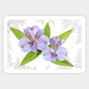 Two Alstroemeria flowers on a light background with leaves Sticker